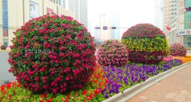 青島上合峰會(huì)花球景觀提升