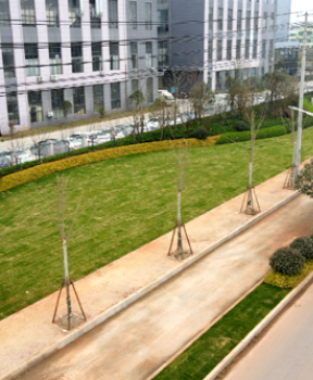 道路景觀(guān)綠化提升