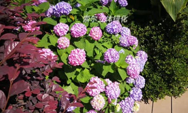 索爾大樓屋頂花園