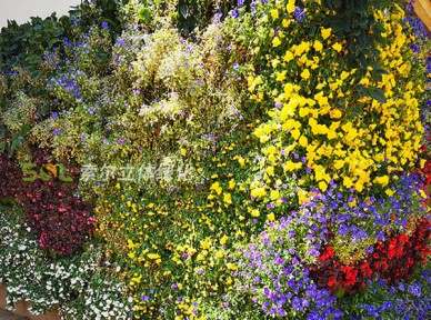 餐廳立體綠化解決方案簡介