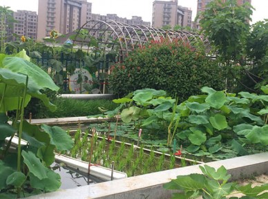 學校立體綠化解決方案