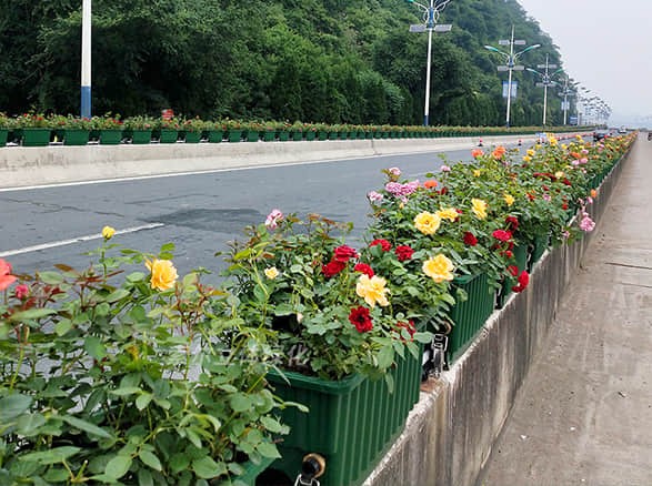 建德高架橋綠化工程項(xiàng)目