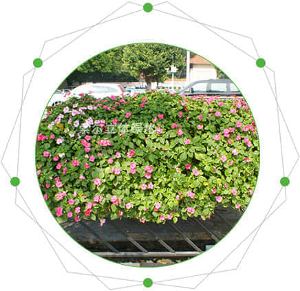 護(hù)欄綠化的特點(diǎn)