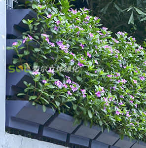 立面護(hù)欄綠化