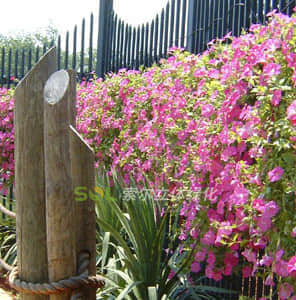 立面護(hù)欄綠化