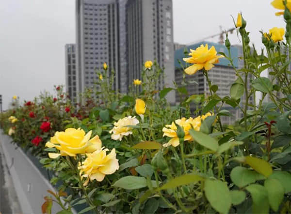 高架橋綠化灌溉養(yǎng)護