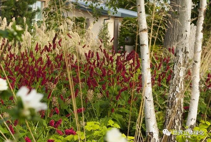 32格拉斯哥伊麗莎白女王大學醫院伊麗莎白女王國家脊柱傷害科花園 (9).jpg