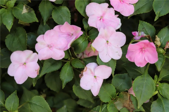 邯鄲首個“墻上花園”亮相，不但好看，還能降噪、除塵！ (10).jpg