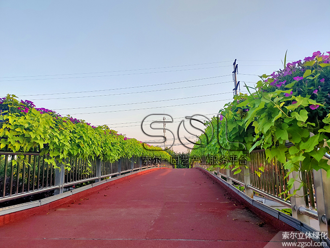 11 2020年8月山東聊城東昌府區(qū)湖南路人行天橋綠化 (1).jpg