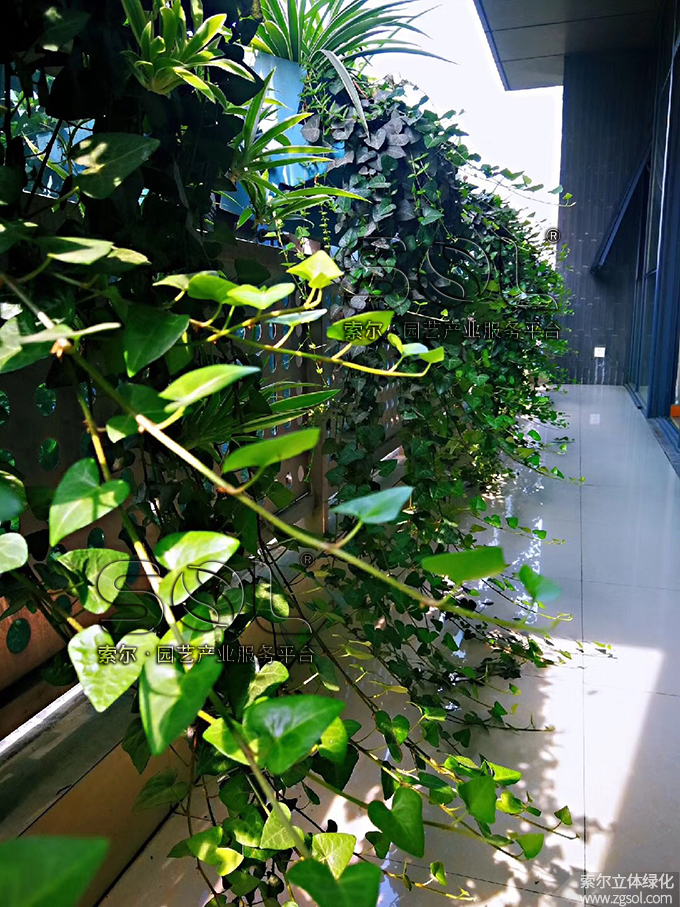 20索爾大樓窗陽臺(tái)綠化護(hù)欄綠化2019年6月 (6).jpg