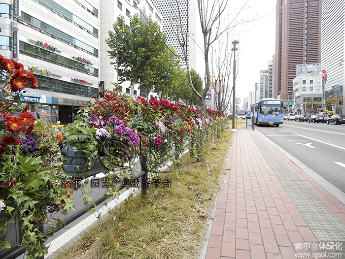 13護(hù)欄綠化 (5).jpg