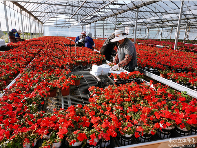 18山東青島膠州市民文化中心五一立體花壇“幸福花開(kāi)” (52).jpg