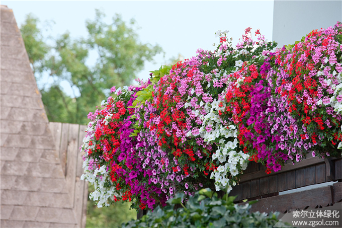 40陽臺美化 (110).jpg